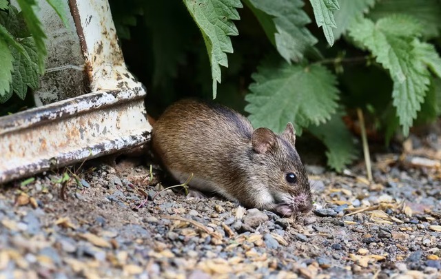 Hantavirus là nhóm virus RNA thuộc họ Hantaviridae, tồn tại tự nhiên chủ yếu ở các loài gặm nhấm như chuột cống, chuột đồng, chuột nhắt… Ảnh minh họa.