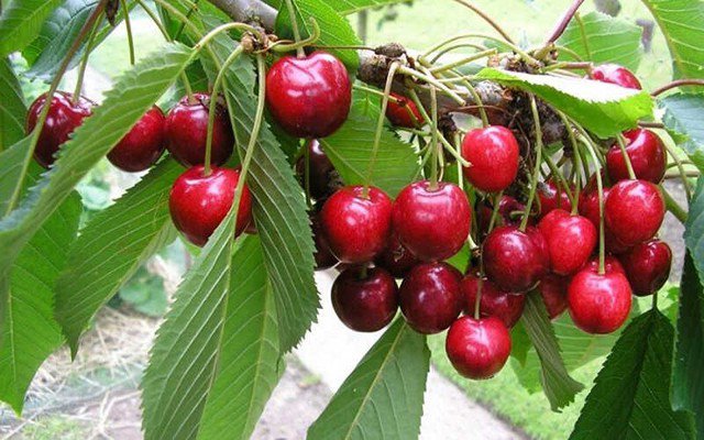 6 loại trái cây mùa hè dễ chứa ký sinh trùng nhất - 4