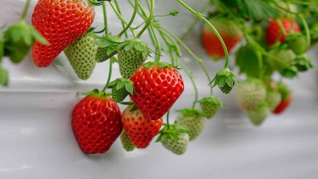 6 loại trái cây mùa hè dễ chứa ký sinh trùng nhất - 3