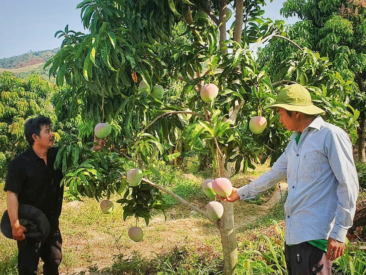 Khách tham quan vườn xoài Cam Lâm. Ảnh: Trần Hoài