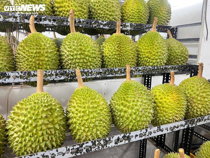 Các loại sầu riêng cao cấp như Musang King, Blackthorn vẫn được nhiều khách hàng săn đón dù giá bán liên tục duy trì ở mức cao.