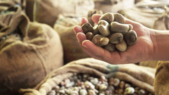 Hạt điều thô được đóng bao tại kho. Ảnh: Vinacas