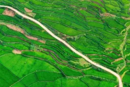 Ruộng bậc thang đẹp tuyệt khi lúa vào thì con gái