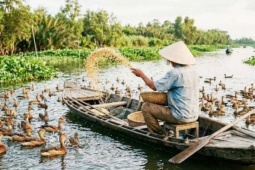 Nuôi loài chim le le xưa bay mòn cánh trên Đồng Tháp Mười, ông nông dân Tây Ninh đổi đời