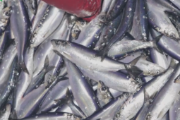 Loại cá siêu rẻ, bán đầy chợ Việt giàu omega3 không kém cá hồi
