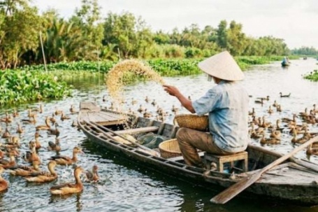 Nuôi loài chim le le xưa bay mòn cánh trên Đồng Tháp Mười, ông nông dân Tây Ninh đổi đời