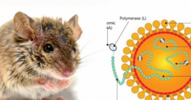 Có thể gây tử vong, virus Hanta ủ bệnh và lây t...