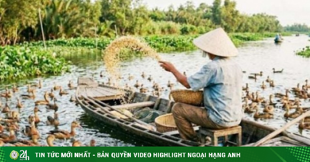 Nuôi loài chim le le xưa bay mòn cánh trên Đồng Tháp Mười, ông nông dân Tây Ninh đổi đời