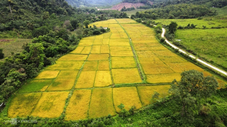 Tộc người bí ẩn nhất Việt Nam thu hoạch lúa nước - 1