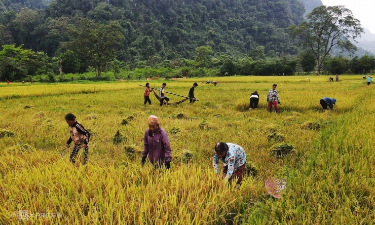 Tộc người bí ẩn nhất Việt Nam thu hoạch lúa nước - 3