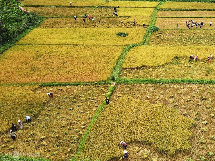 Tộc người bí ẩn nhất Việt Nam thu hoạch lúa nước - 2