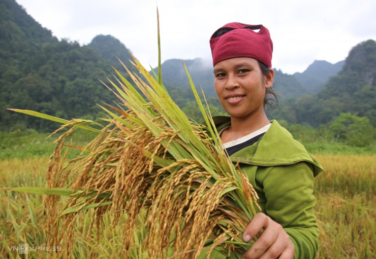 Tộc người bí ẩn nhất Việt Nam thu hoạch lúa nước - 5