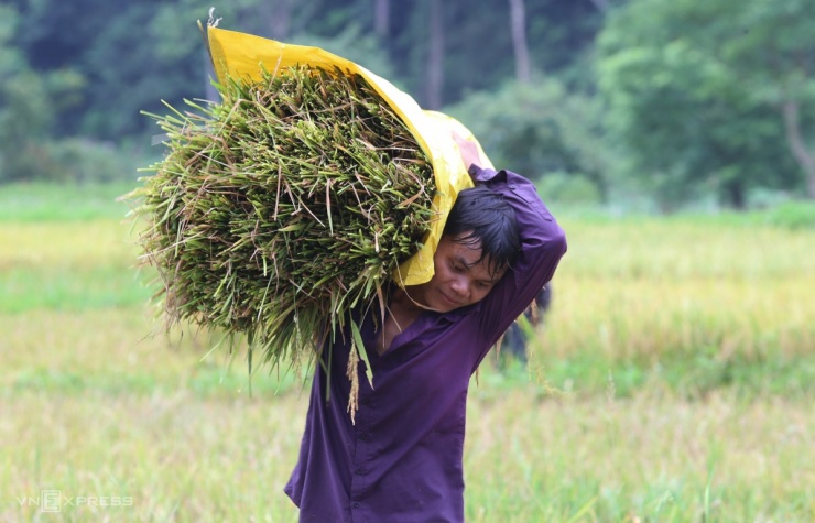 Tộc người bí ẩn nhất Việt Nam thu hoạch lúa nước - 6