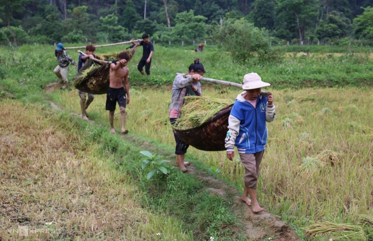 Tộc người bí ẩn nhất Việt Nam thu hoạch lúa nước - 7