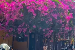 Du khách 'phát sốt' mùa hoa giấy Hội An