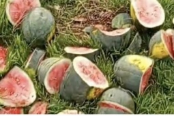 Ruộng dưa sắp thu hoạch của hộ dân nghèo ở Nghệ An bị chặt phá