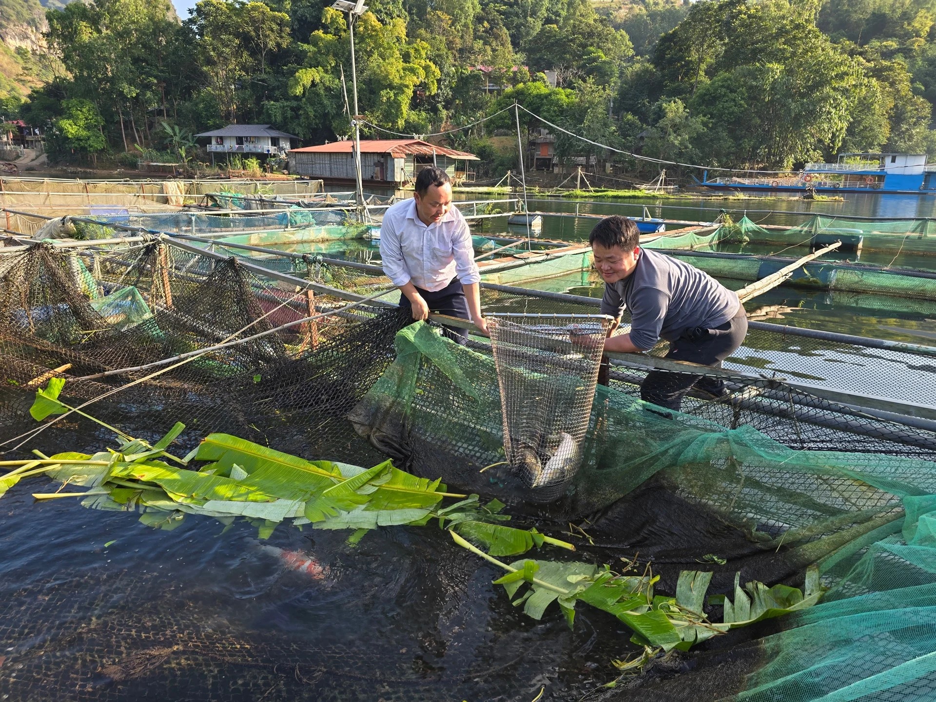 Hồ thủy điện Sơn La có diện tích mặt nước rộng 10.500 ha còn mở ra hướng đi thoát nghèo bền vững cho người dân bản địa thông qua mô hình kinh tế lồng bè. Ảnh: Thiên Long.