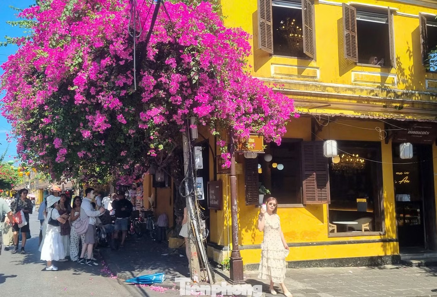 Từng giàn hoa bung nở trước những mái nhà vàng đặc trưng, tạo nên khung cảnh nổi bật và đầy sức sống. Bạn trẻ hào hứng chụp ảnh cùng loài hoa "đặc sản" của phố Hội.