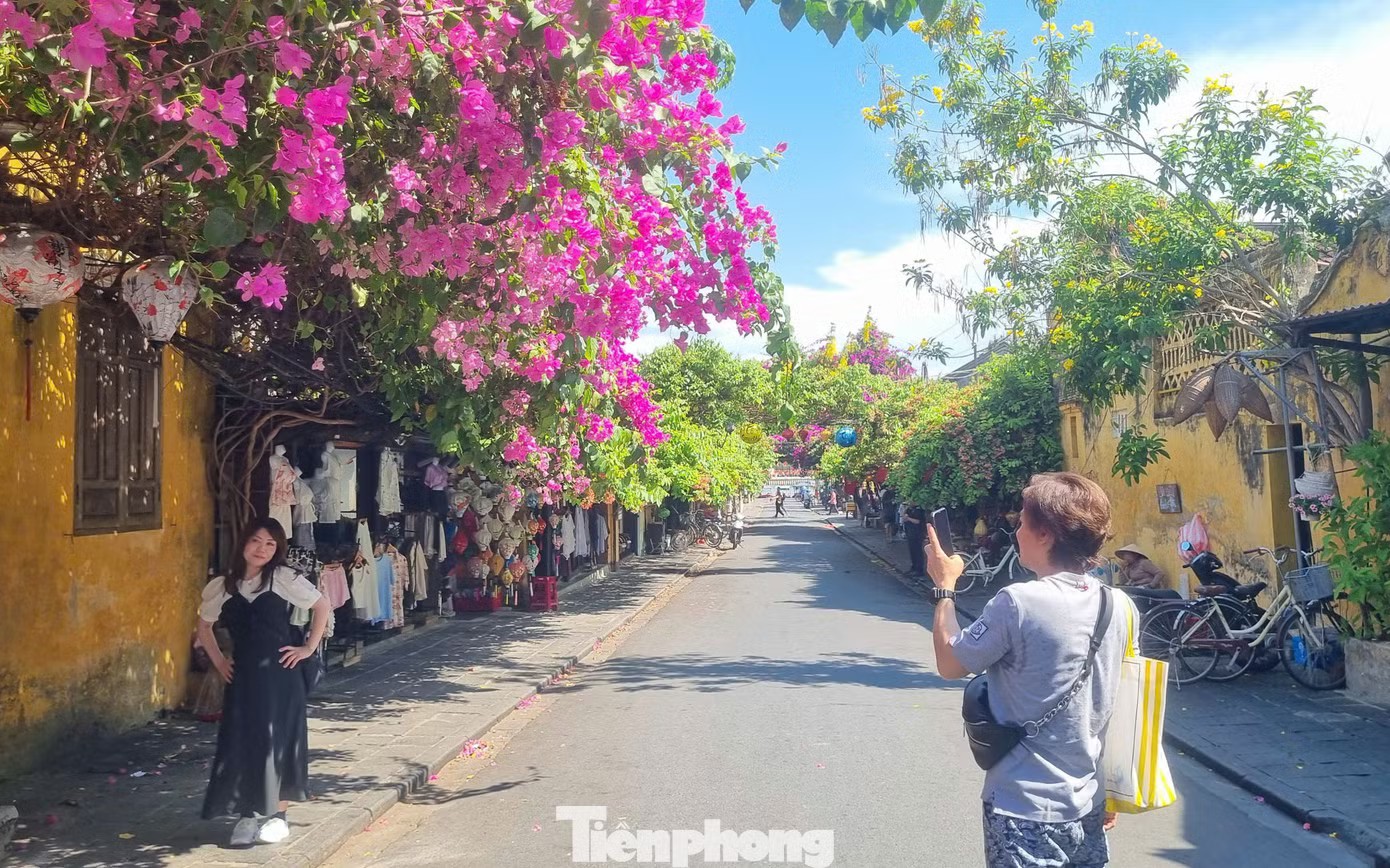 Từng giàn hoa bung nở trước những mái nhà vàng đặc trưng, tạo nên khung cảnh nổi bật và đầy sức sống. Bạn trẻ hào hứng chụp ảnh cùng loài hoa "đặc sản" của phố Hội.