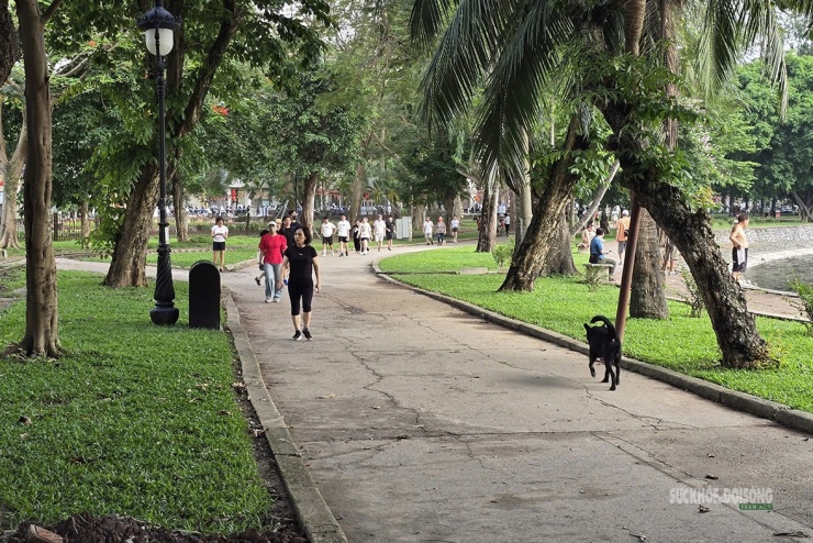 Vào sáng sớm hoặc chiều muộn, không khó để bắt gặp nhiều chủ nuôi đưa chó vào công viên rồi để thú cưng tự do chạy trên lối đi bộ, thảm cỏ, khu vực ven hồ. Đáng chú ý, không chỉ các giống chó nhỏ mà cả những giống chó lớn cũng thường xuyên xuất hiện trong tình trạng không được kiểm soát an toàn.