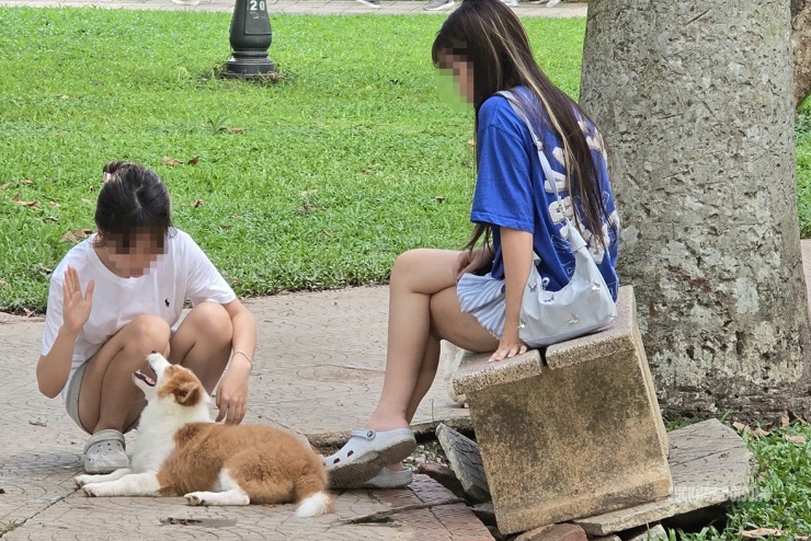 Dạo công viên trong nỗi thấp thỏm vì chó không rọ mõm - 7