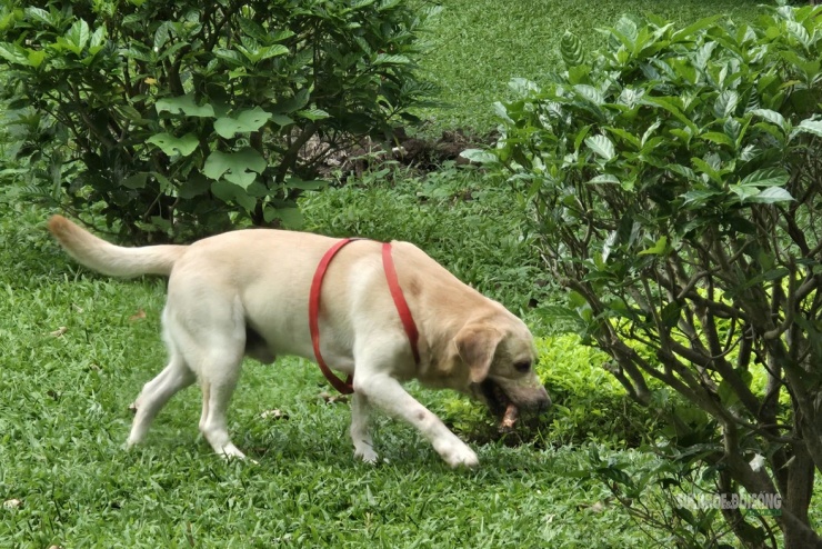 Yêu thương thú cưng là điều đáng trân trọng, nhưng cần đi kèm trách nhiệm với cộng đồng. Người nuôi cần chủ động đeo rọ mõm, dùng dây xích và kiểm soát vật nuôi; đồng thời, lực lượng chức năng cần tăng cường nhắc nhở, xử lý để công viên thực sự là không gian an toàn cho mọi người.