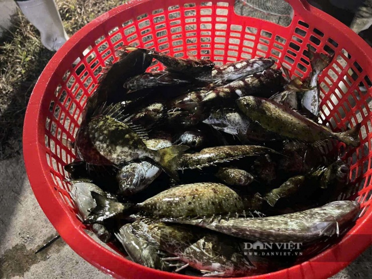 Cá kình&nbsp;chứa nhiều chất dinh dưỡng cần thiết đối với cơ thể và rất tốt cho sức khỏe, được người tiêu dùng ưa chuộng. Ảnh: N.V