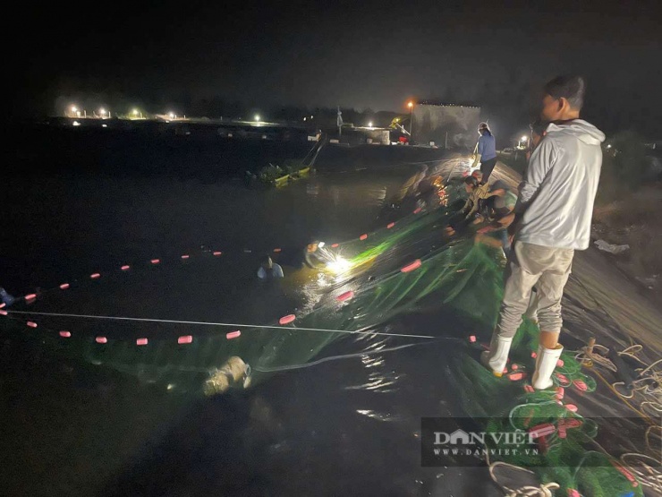 Nông dân xã Mỹ Thủy, tỉnh Quảng Trị thu hoạch cá kình, bán với giá khoảng 170.000 đồng/kg. Ảnh: N.V