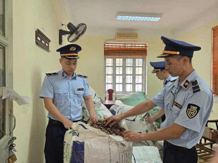 Quản lý thị trường cho rằng chở xác ve sầu lưu thông trên đường phải có giấy tờ chứng minh 
