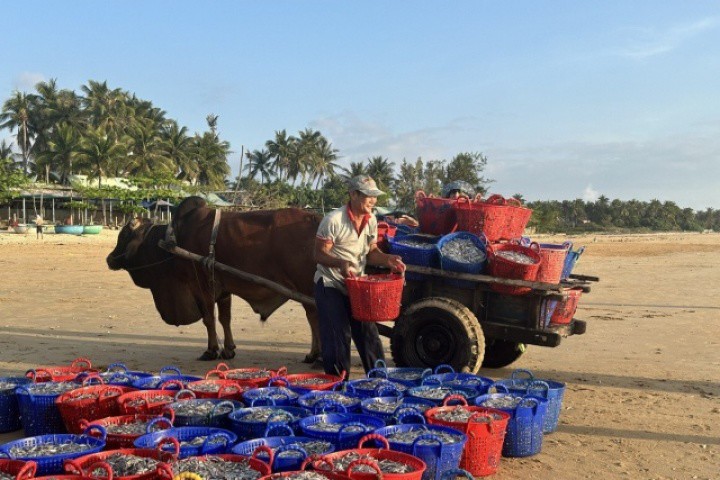 Nhọc nhằn gánh cá, kéo xe bò mưu sinh lúc bình minh, chạng vạng ở biển Đắk Lắk
