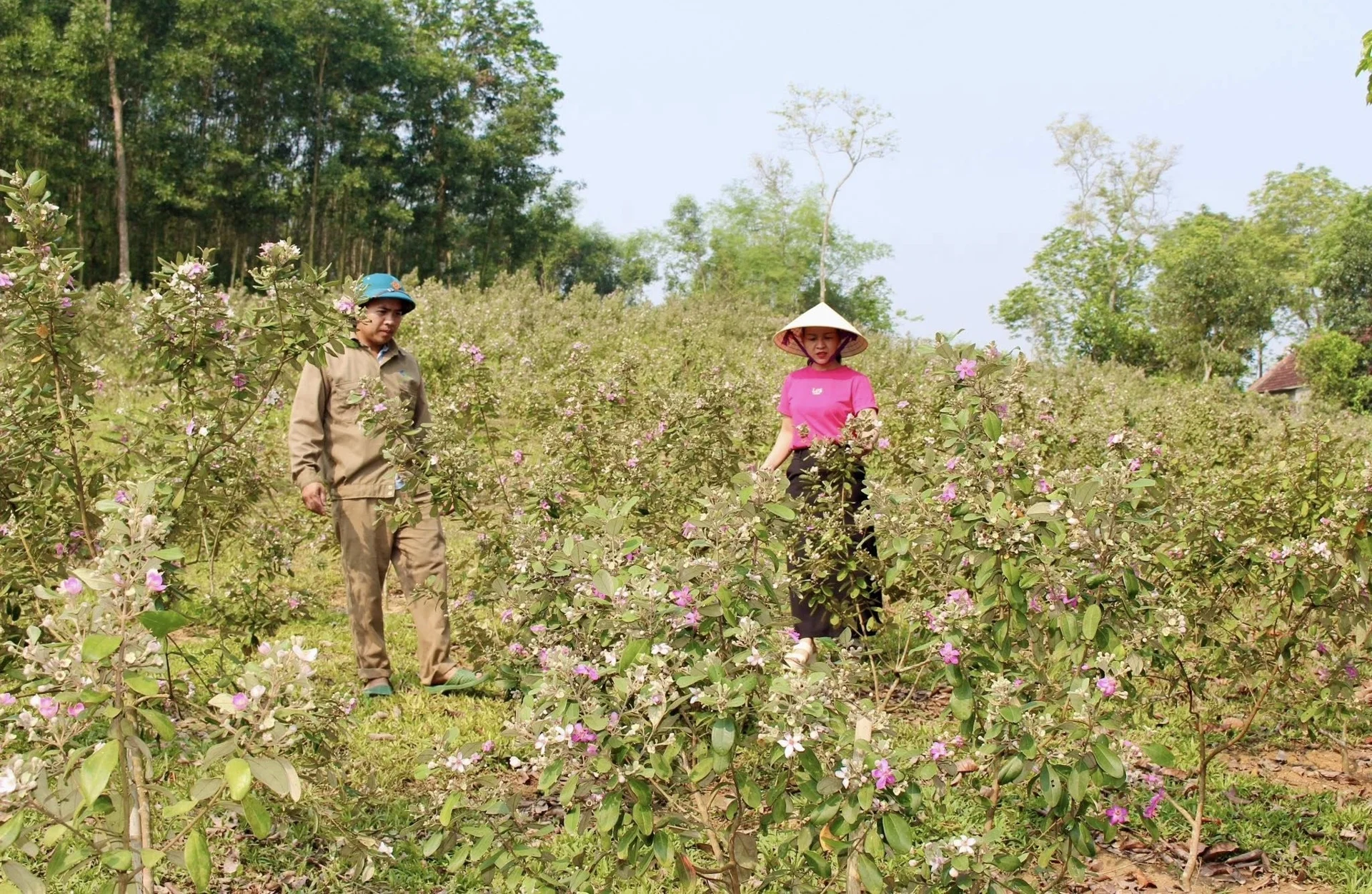 Vườn sim trải dài miên man của anh Bình ở xã Tân An, tỉnh Nghệ An. Loài cây dại đang giúp anh Bình "hái ra tiền" sau khi bỏ phố về quê.&nbsp;
