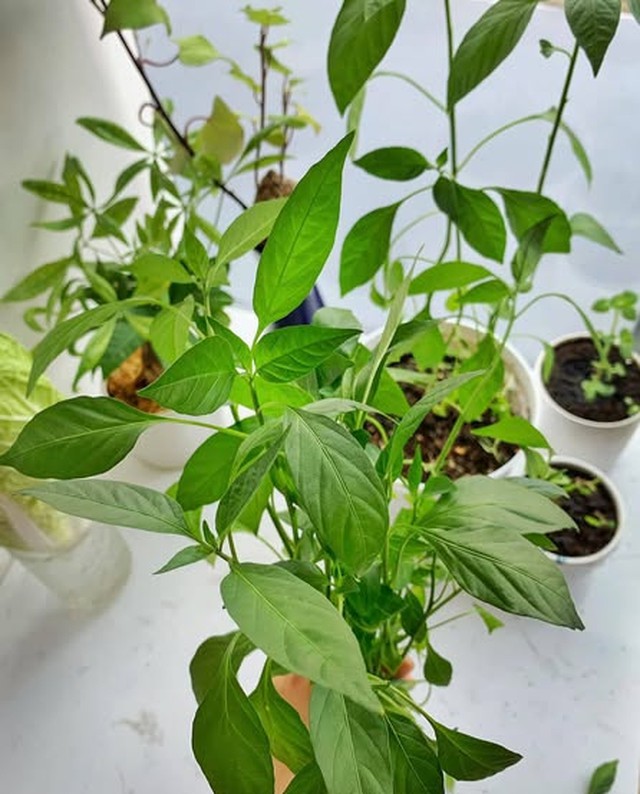 Cây ớt được nhiều người trồng ở ban công. Ảnh HM