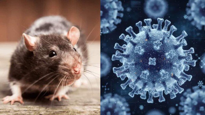 Virus Hanta chủ yếu lây sang người qua các loài gặm nhấm như chuột