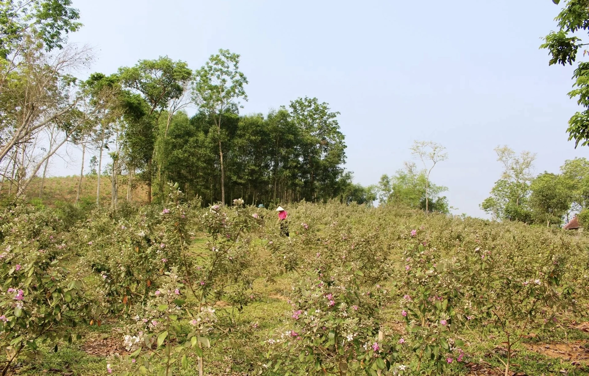 Vườn sim trải dài miên man của anh Bình ở xã Tân An, tỉnh Nghệ An. Loài cây dại đang giúp anh Bình "hái ra tiền" sau khi bỏ phố về quê.&nbsp;