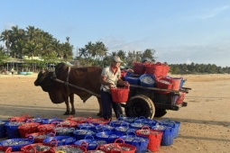 Nhọc nhằn gánh cá, kéo xe bò mưu sinh lúc bình minh, chạng vạng ở biển Đắk Lắk