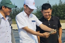 Nuôi cá kình “lên ngôi” ở Quảng Trị: Kiếm cả trăm triệu đồng từ ao tôm bỏ hoang trước đây