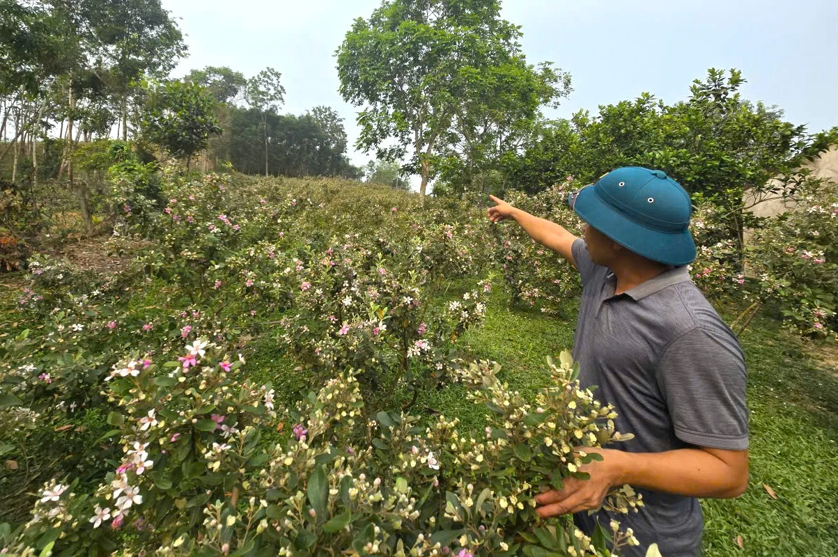 Vườn sim trải dài miên man của anh Bình ở xã Tân An, tỉnh Nghệ An. Loài cây dại đang giúp anh Bình "hái ra tiền" sau khi bỏ phố về quê.&nbsp;