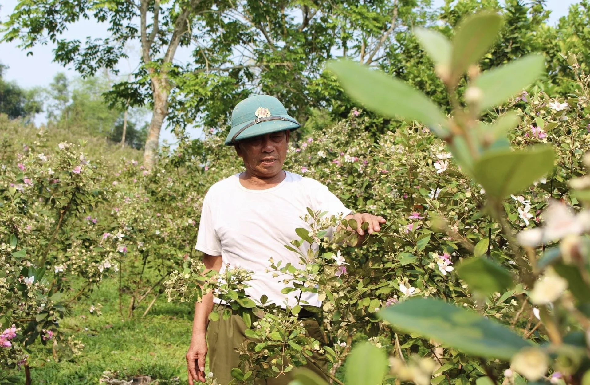 Mỗi năm, anh Bình thu hoạch khoảng 4 tấn quả sim. Với giá bán ổn định khoảng 45.000 đồng/kg, cây sim đang giúp gia đình anh Bình ở xã Tân An, tỉnh Nghệ An có nguồn thu nhập cao.&nbsp;