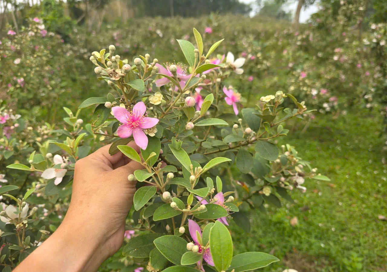 Mỗi năm, anh Bình thu hoạch khoảng 4 tấn quả sim. Với giá bán ổn định khoảng 45.000 đồng/kg, cây sim đang giúp gia đình anh Bình ở xã Tân An, tỉnh Nghệ An có nguồn thu nhập cao.&nbsp;