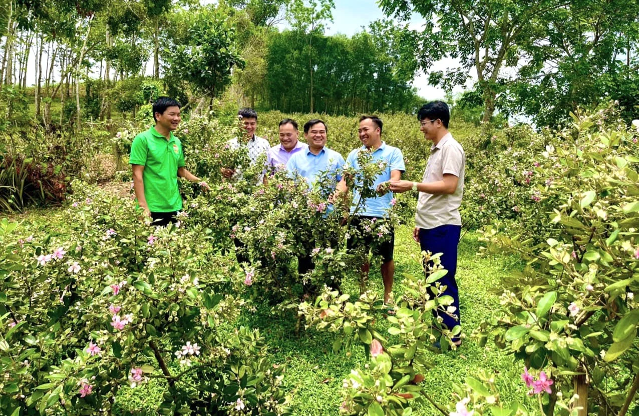 Thời gian tới, anh Bình sẽ mở rộng quy mô vườn sim của gia đình. Đồng thời, anh Bình sẽ phát triển các sản phẩm từ quả sim nhằm nâng cao thu nhập.&nbsp;