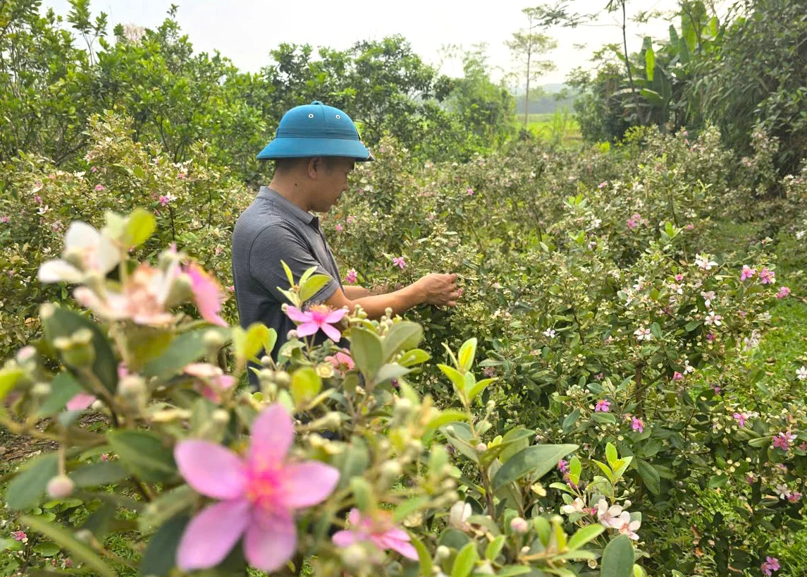 Thời gian tới, anh Bình sẽ mở rộng quy mô vườn sim của gia đình. Đồng thời, anh Bình sẽ phát triển các sản phẩm từ quả sim nhằm nâng cao thu nhập.&nbsp;