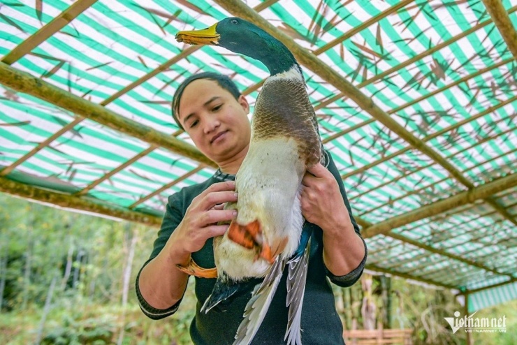 Nhờ nuôi vịt, mỗi năm anh Nam thu nhập khoảng 300 triệu đồng.