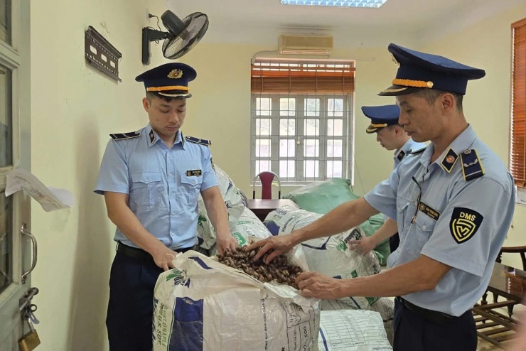 Lực lượng QLTT số 1, tỉnh Lạng Sơn kiểm tra lô hàng 80kg xác ve sầu sấy khô. Ảnh: Đ.X