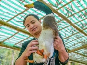 Nuôi vịt 'đặc sản', chàng trai dân tộc Thái thu trăm triệu mỗi năm