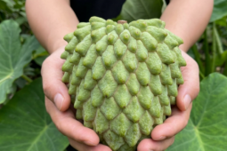 Thứ cây ra trái khổng lồ, thơm mùi dứa, dai sần sật, dân Đồng Thápmới (tỉnh Tiền Giang cũ) như đào trúng “mỏ vàng”