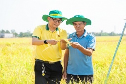 Phân Bón Cà Mau kịp thời hỗ trợ nhà nông vượt khó