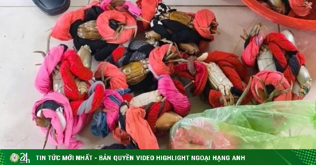 Đồ Sơn dẹp nạn bán cua biển 'quấn dây vải' cho du khách