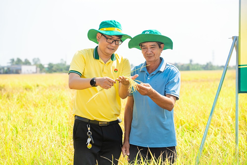 Phân bón Cà Mau tiên phong đồng hành cùng bà con đón những mùa vàng thịnh vượng
