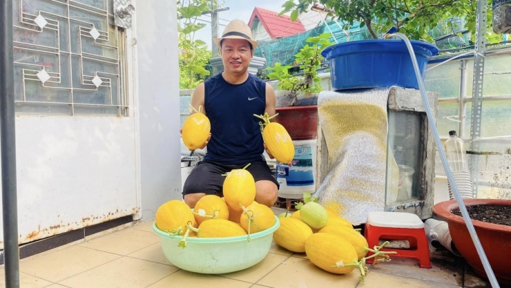 Thu hoạch gần một tạ quả từ vườn dưa trên ban công - 7