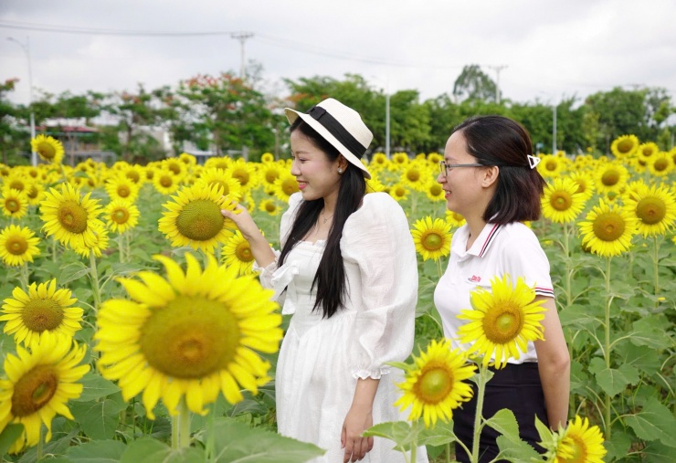 Cánh đồng hoa hướng dương đẹp như tranh ở Cần Thơ - 4
